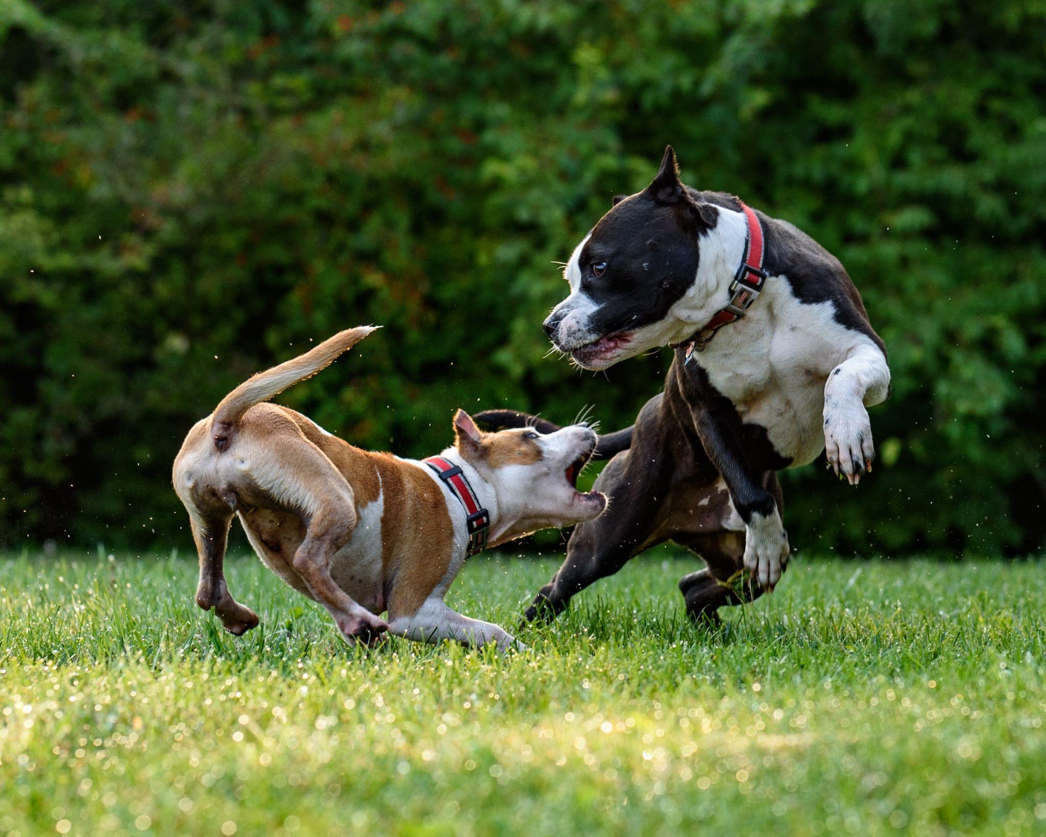 Pit mang nghĩa chiến đấu, còn Bull nghĩa là bò tót, cả từ này có nghĩa là “kẻ dám đương đầu với bò tót”