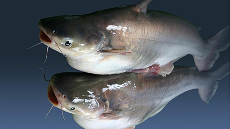 Cách phân biệt cá basa và cá tra, Món ngon từ cá basa