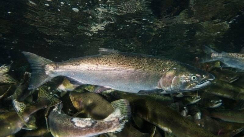 Cá hồi - các loài cá trong họ Salmon