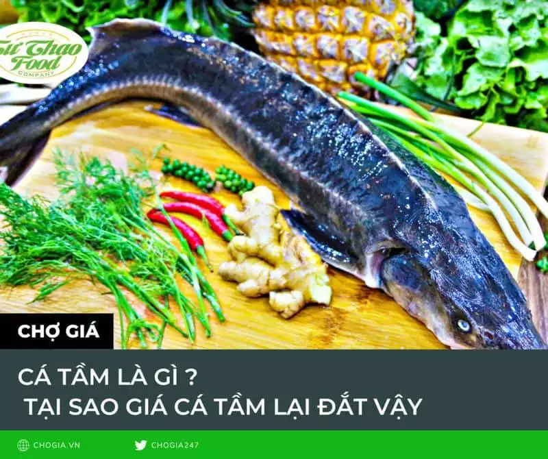 Cá tầm là gì? Giá cá tầm hôm nay 15/06/2024 là bao nhiêu?