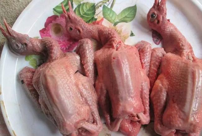 Cách Làm Thịt Chim Bồ Câu: Nhanh, Đơn giản, Siêu sạch