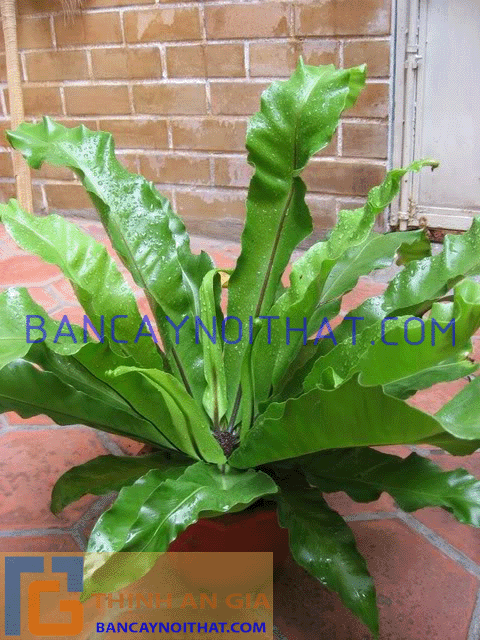 ráng ổ phụng Asplenium nidus