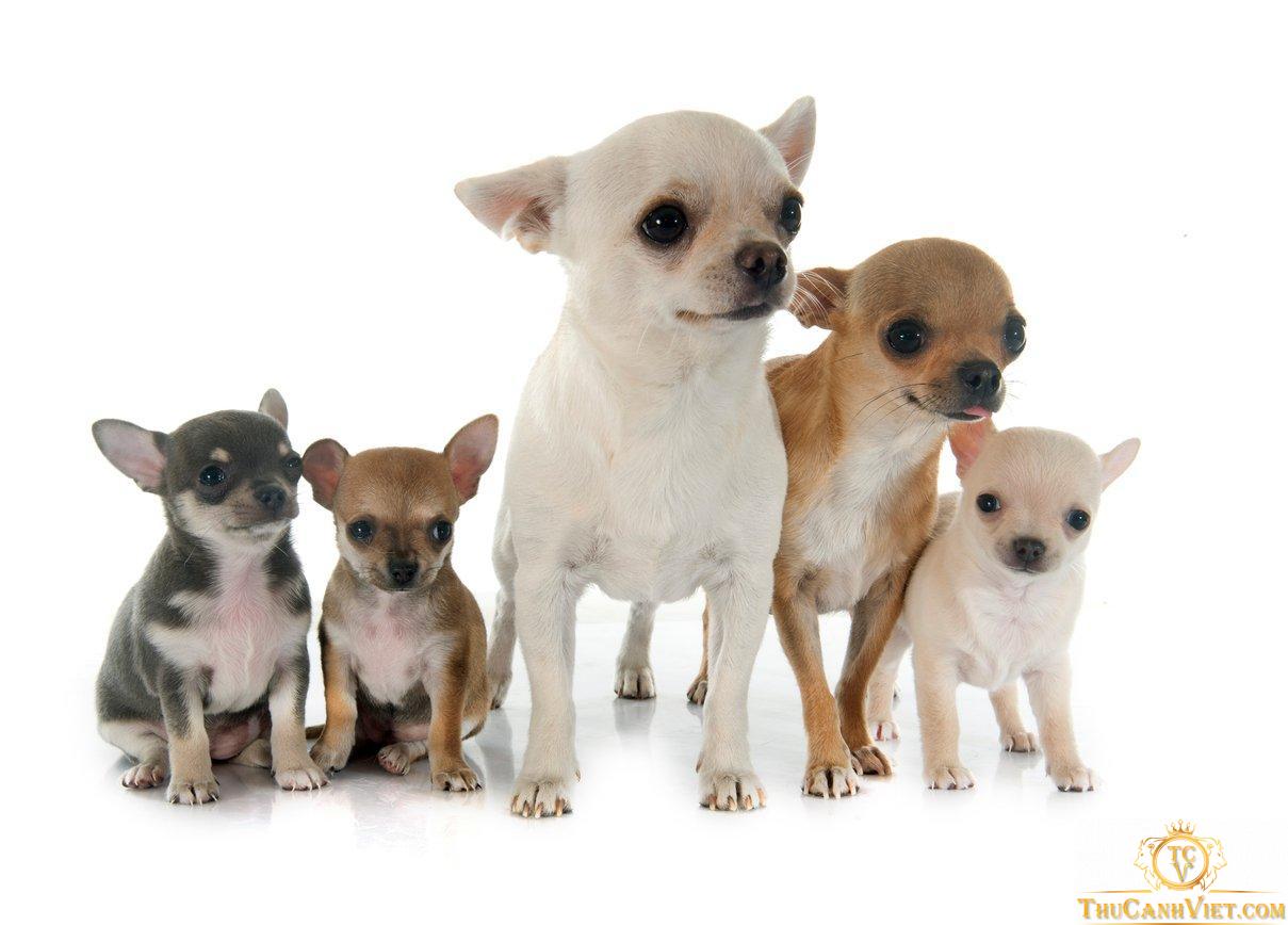 Các size chó Chihuahua