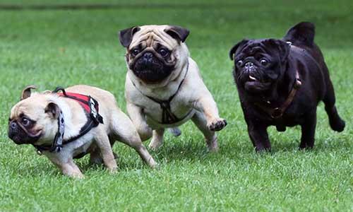 Pug - Giống chó có ngoại hình đặc biệt nhất trên thế giới