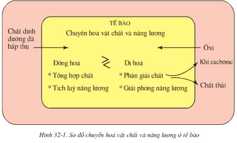 Lý thuyết Sinh học 8 Bài 32: Chuyển hóa hay, ngắn gọn