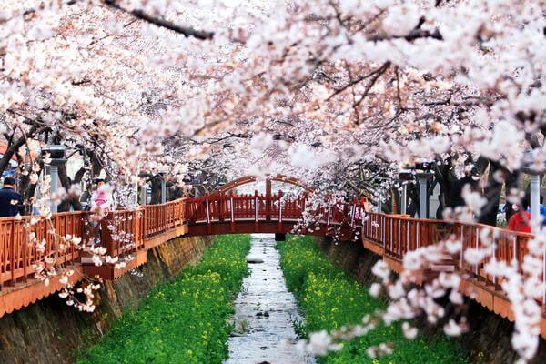 Mùa Xuân ở Hàn Quốc có gì hấp dẫn?