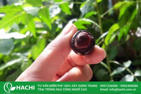 2 Cách trồng sen Nhật thủy canh mini dễ làm (thành công 100%)