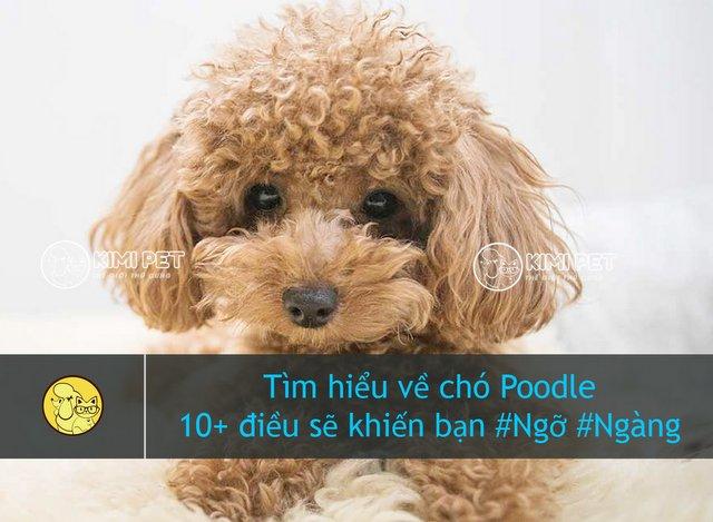 Tìm hiểu về giống chó Poodle