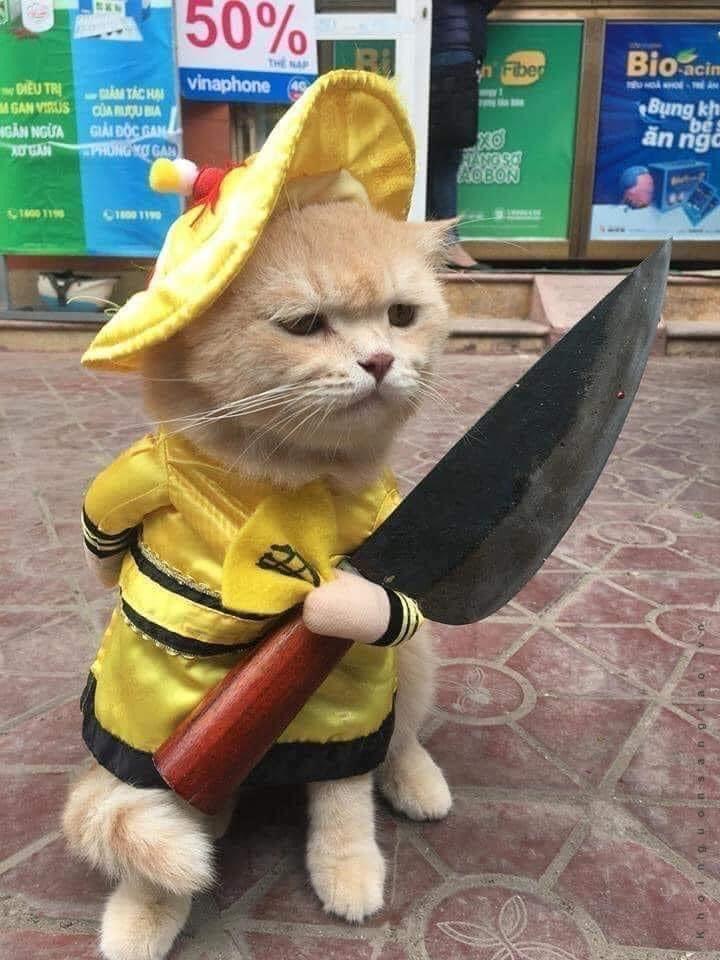 Hình ảnh mèo cầm dao