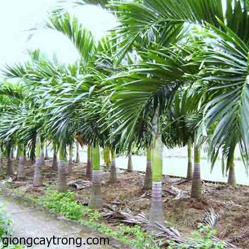 Cây cau trắng