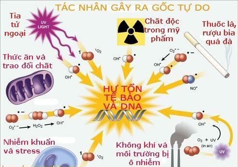 Chất khử chất oxy hóa trong cơ thể là chất gì? Nó có tác dụng?