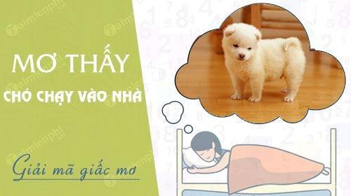 Nằm mơ thấy chó chạy vào nhà đánh số mấy? điềm báo gì?