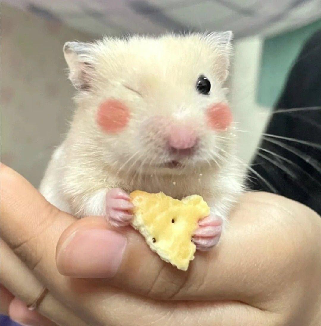 Tổng hợp meme chuột Hamster hài hước, cute, đáng yêu