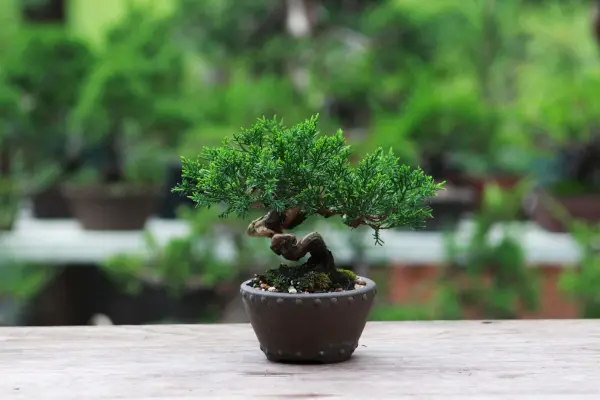 Cây bonsai trong chậu nhỏ đặt trên bàn gỗ.
