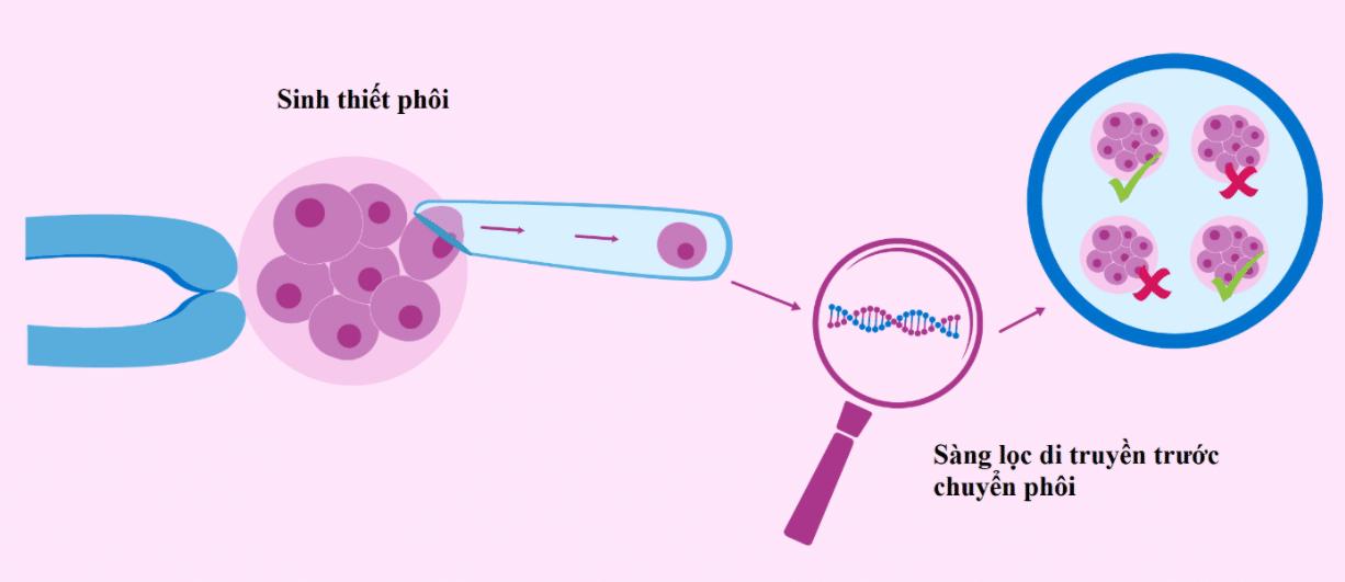 SINH THIẾT PHÔI CÓ LÀM GIẢM CHẤT LƯỢNG PHÔI?