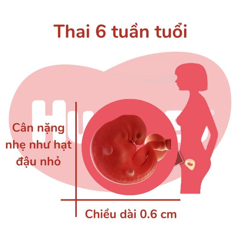 Sự phát triển của thai 6 tuần tuổi