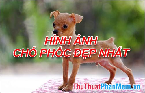 Bức tranh chó Phốc - Kho ảnh chó Phốc đẹp nhất