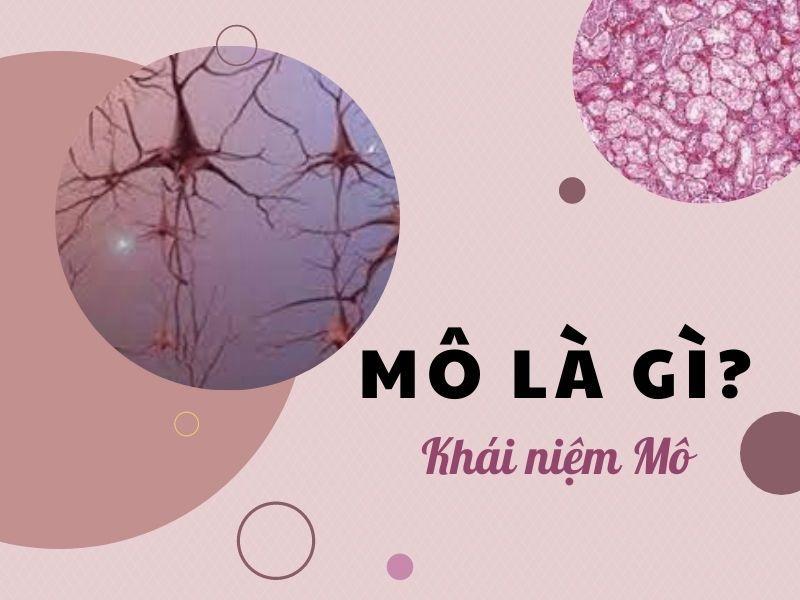 Mô là gì? Phân loại các loại mô và chức năng các loại mô