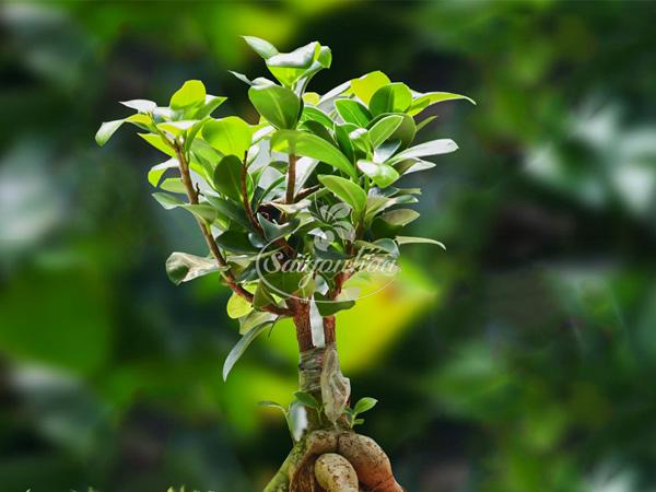 Cây Si Bonsai Nhỏ