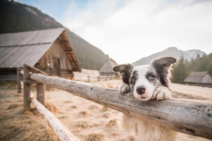 Chó Chăn Cừu Border Collie – Đặc Điểm, Nguồn Gốc, Tính Cách & Giá Bán