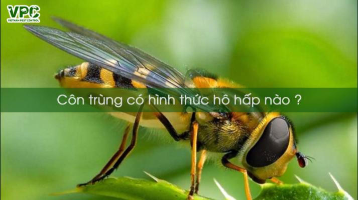 những hình thức hô hấp ở côn trùng