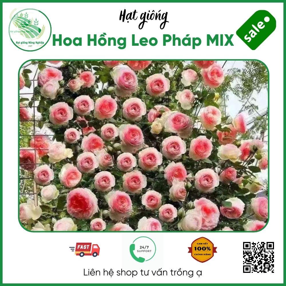 Hạt giống hoa hồng leo