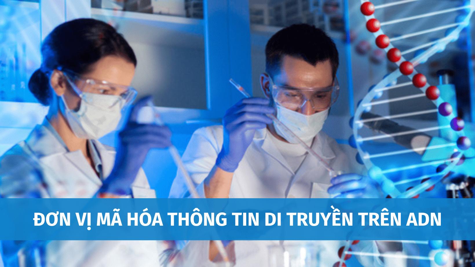 Giải Đáp: Đơn Vị Mã Hóa Thông Tin Di Truyền Trên ADN