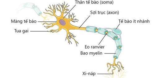 Tế bào thần kinh