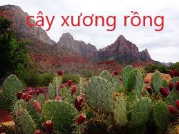 cây-xương-rồng.jpg