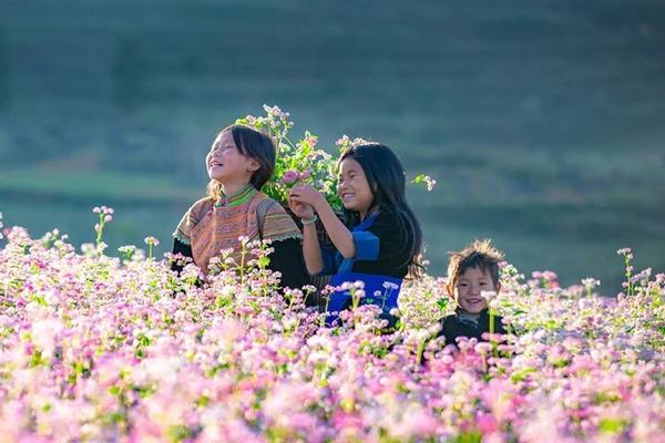 Hoa tam giác mạch nở vào tháng mấy?