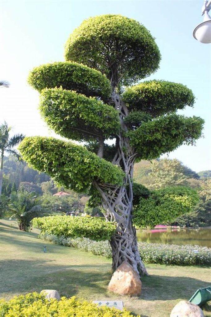 Hướng dẫn cách trồng và cách chăm sóc cây tùng la hán bonsai