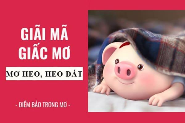 Mơ thấy lợn đánh con gì? Là điềm gì? Con lợn là số mấy?