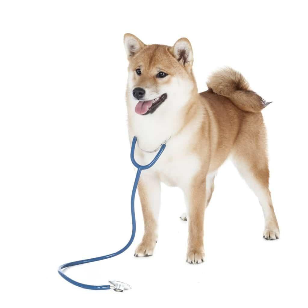 Shiba