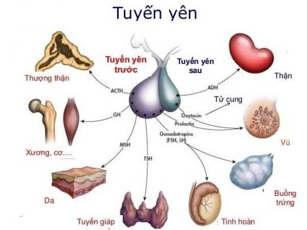 Lý thuyết Sinh học 8 Bài 56 (mới 2023 + Bài Tập): Tuyến yên, tuyến giáp