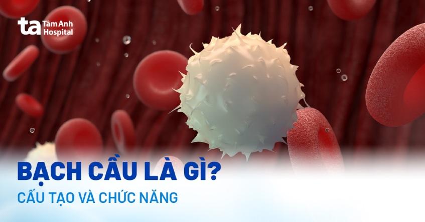 Bạch cầu là gì? Cấu tạo, chức năng và phân loại