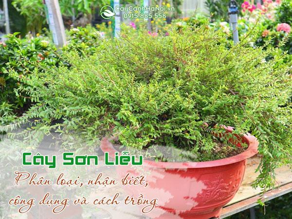 Cây sơn liễu: Phân loại, nhận biết, công dụng và cách trồng