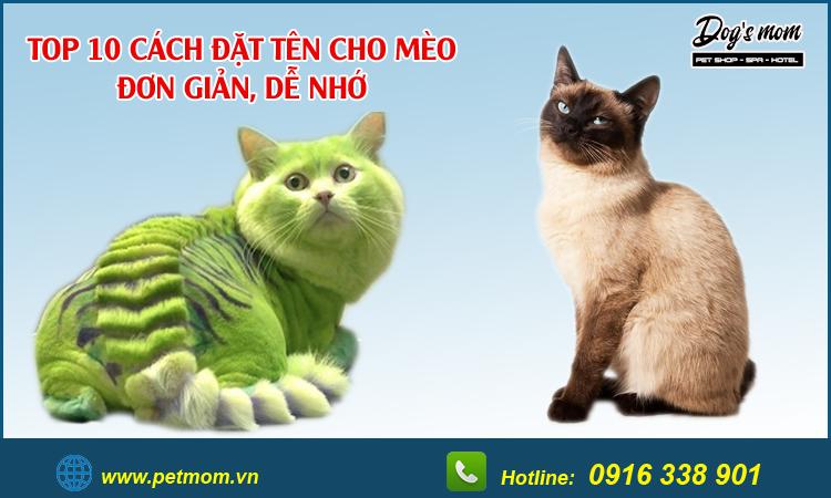 +10 cách đặt tên cho mèo (đực, cái) đẹp bạn nên tham khảo