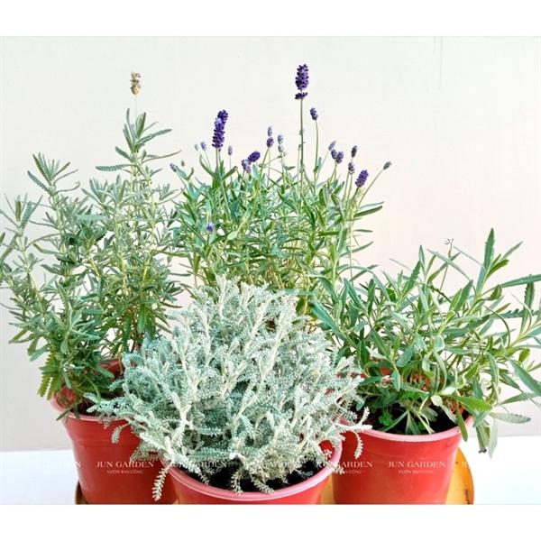 Cách Trồng Hoa Oải Hương Lavender Ở Sài Gòn