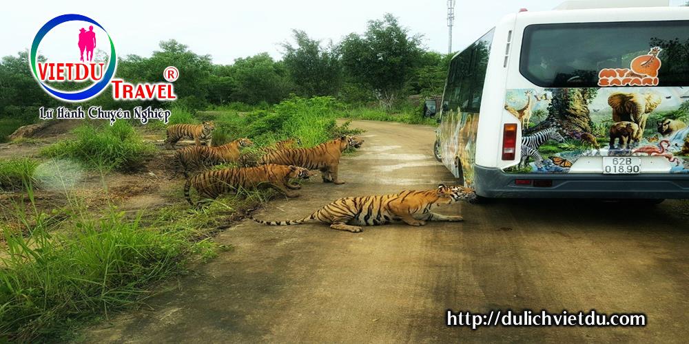 Mỹ Quỳnh Safari Long An - Chưa là số 1