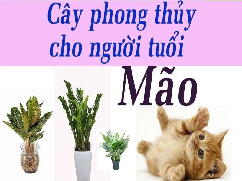 tuoi-mao-hop-cay-phong-thuy-gi