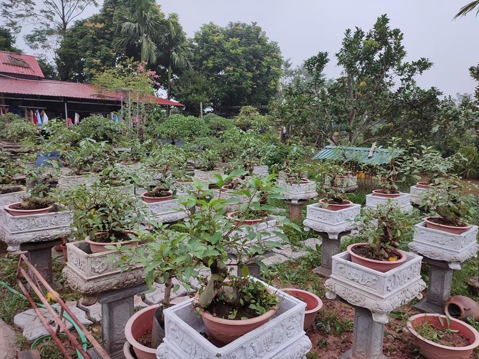 Trồng sung bonsai thế độc lạ, anh công nhân làm không đủ bán