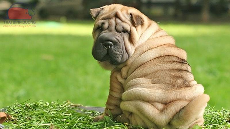 cho Shar Pei