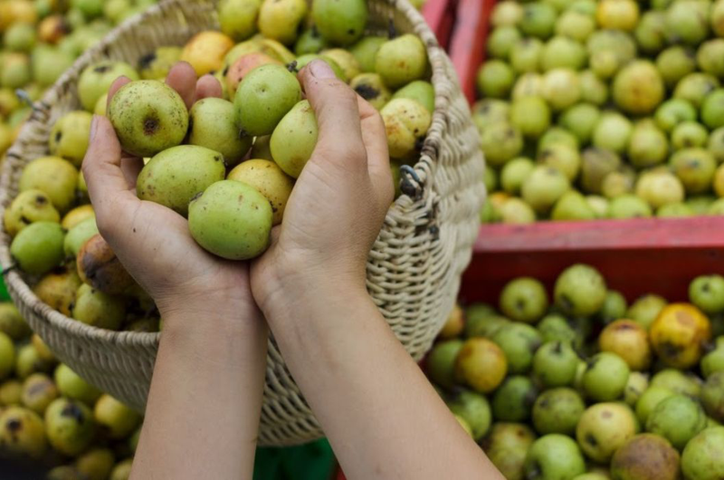 Cách làm giấm táo mèo giảm cân an toàn, hiệu quả