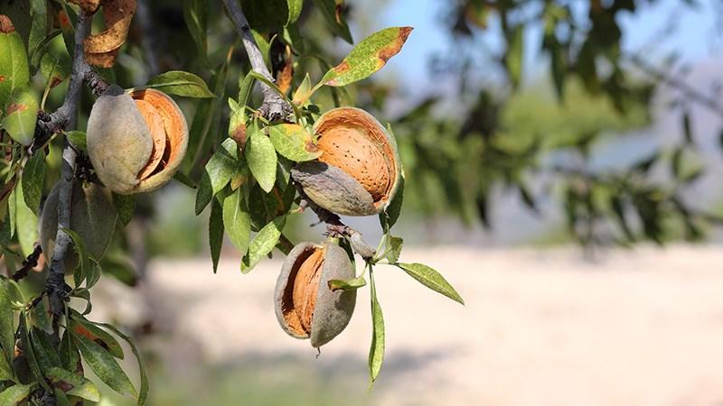 Hạnh nhân là gì? Giá hạnh nhân bao nhiêu? Cách ăn và bảo quản hạt hạnh nhân