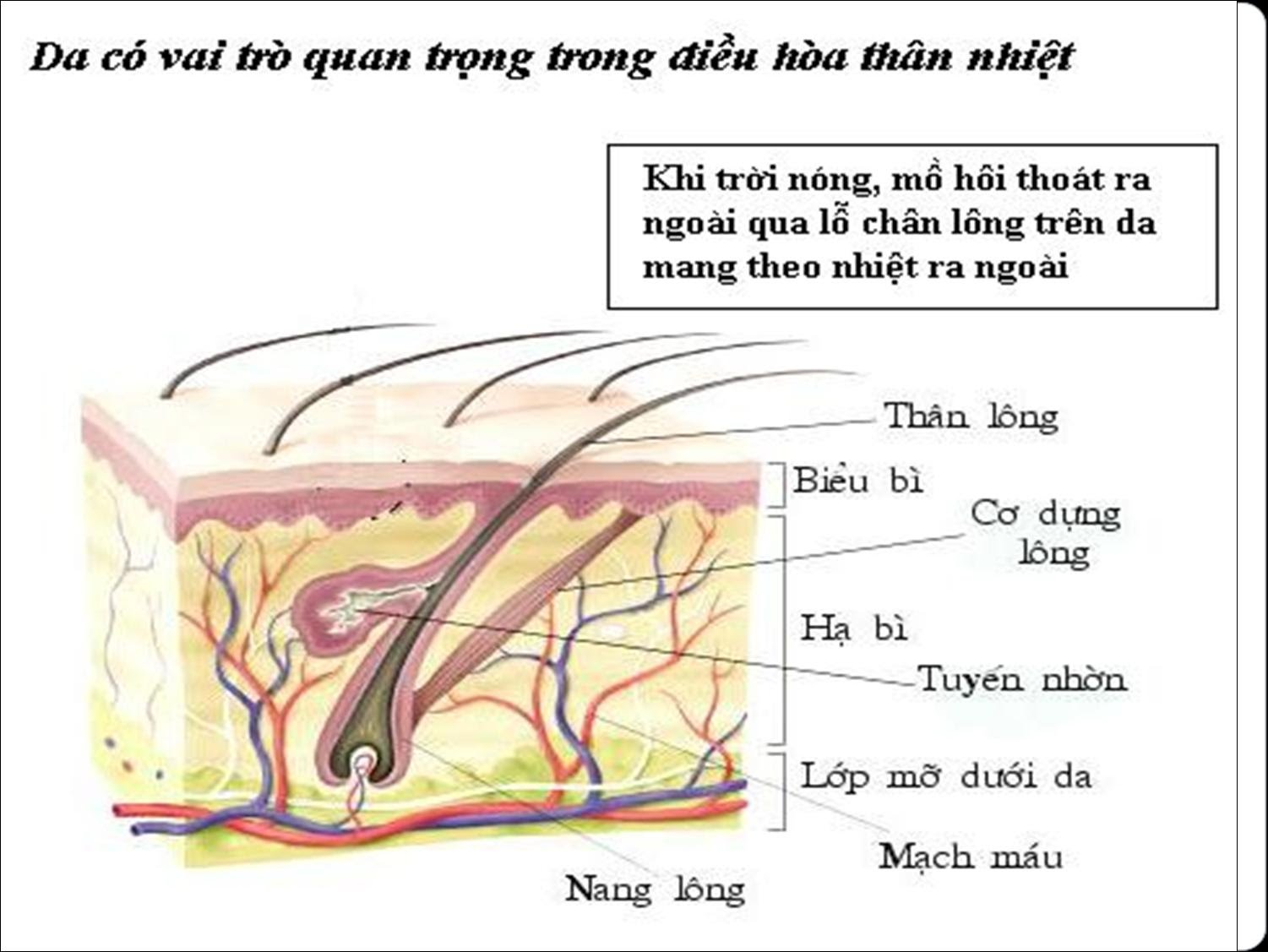 Bài 21. Khái quát về trao đổi chất và chuyển hóa năng lượng trang 99, 100 Khoa học tự nhiên 7 - Kết nối tri thức