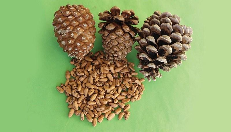 Hạt thông - pine nuts là gì?