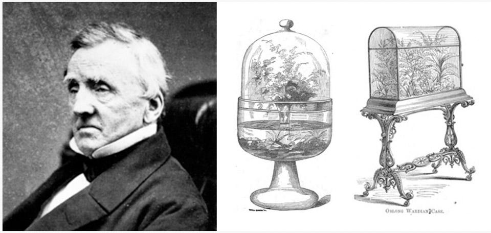 Nghệ thuật Terrarium được khới phát bởi Nathaniel Bagshaw Ward 1827