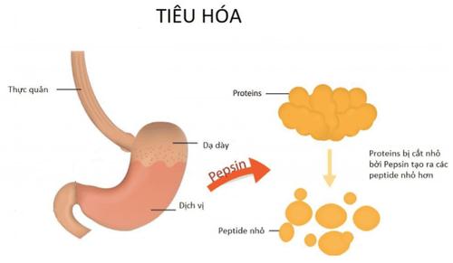 Quá trình tiêu hóa protein ở dạ dày