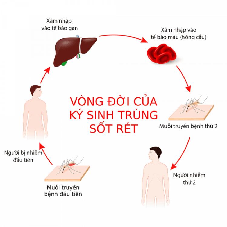 Quá trình phát triển và gây bệnh của ký sinh trùng sốt rét chủ yếu liên quan đến 2 ký chủ muỗi và con người