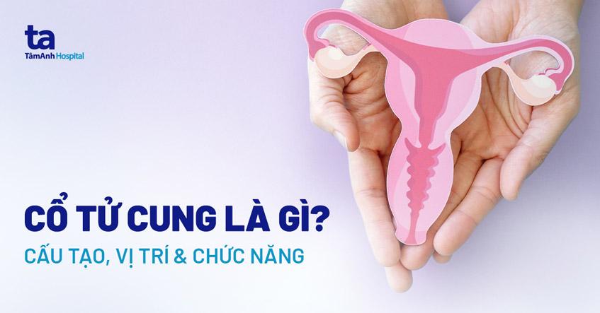 cổ tử cung là gì